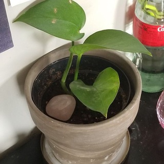 Логотип @h7btsdybu - 🪴Группа про растения🪴