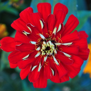 Логотип @h_o_n_e_y_f_l_o_w_e_r_s - Honey flowers