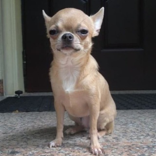 Логотип @hab_tales - hab tales