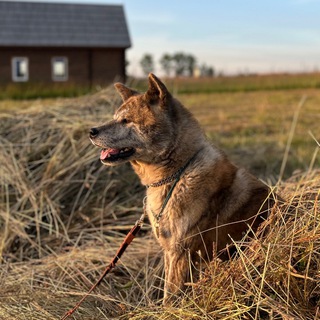 Логотип @hachikogei - тигр хатико