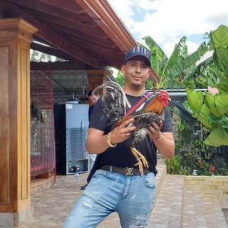 Логотип @haciendarodriguezgallos - Hacienda Rodriguez gallos de pelea