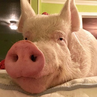 Логотип @hahahohly - СВИНЯЧИЙ ЗАГОН