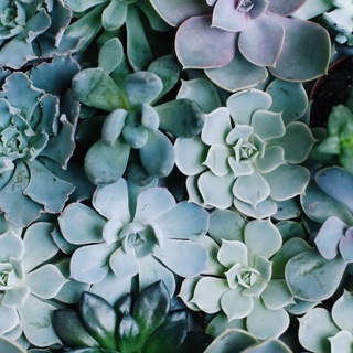 Логотип @hairoste - Хай Росте🌿