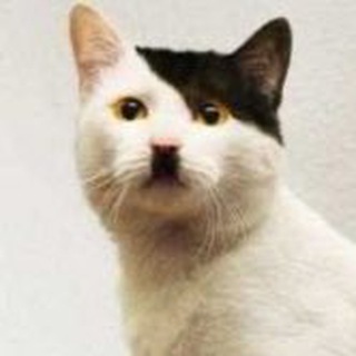 Логотип @hallofmemess - Мемы и память