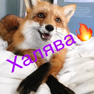 Логотип @halyvaotlisyki - Халява от лисяки💰