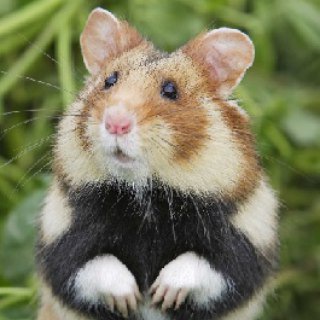 Логотип @hamster1955 - Silent Hamster