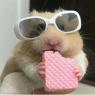 Логотип @hamster_investor0 - Хомяк-инвестор