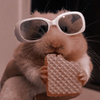Логотип @hamster_moneybaby - Hamster Komba money 💵