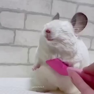 Логотип @hamsterhumor - Хам’ячина