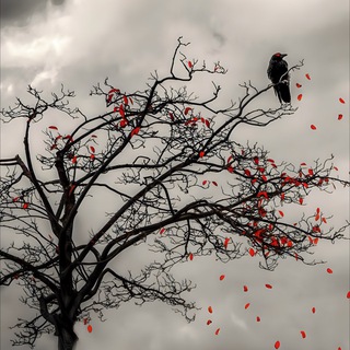 Логотип @hanmaoboi - Ханма Обои