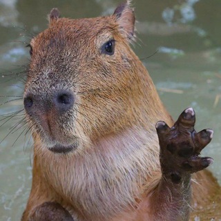 Логотип @happycapyw - Весёлая Капибара