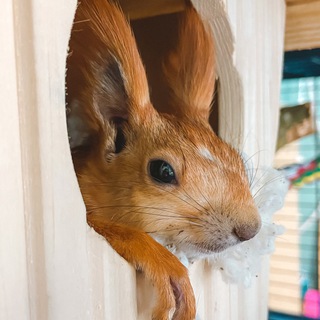 Логотип @happysquirrel2021 - ЖОРА ОБЖОРА
