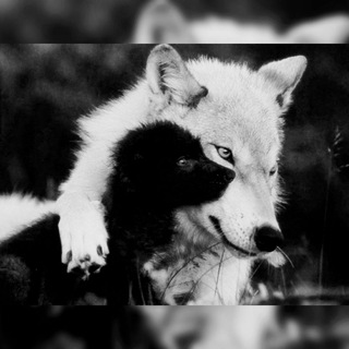 Логотип @happywolffriends - 😷🦠說狼山丘 Happy New Year🐺⛰