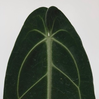 Логотип @happyy_leaf - Растения СПб