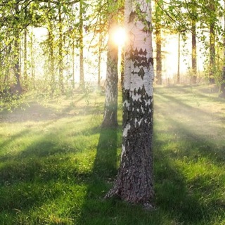 Логотип @harmony_forest - 🌿Гармония Леса | Наедине с Природой