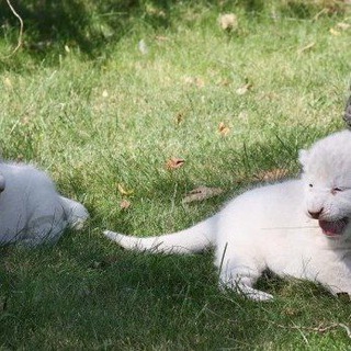 Логотип @harvyurt - Like_this