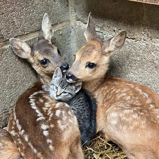 Логотип @hatingismycopingmechanism - 𝐴𝐹𝐹𝐿𝐼𝐶𝑇𝐸𝐷