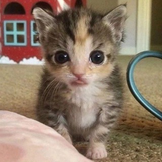 Логотип @hauzchati - True Squad