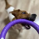 Логотип @hawailiandogs - Без имени