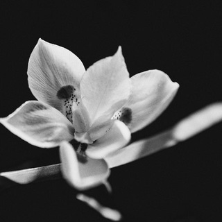 Логотип @hayrblog - hayrblog