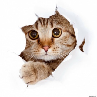 Логотип @hcekot - Человек и Кот