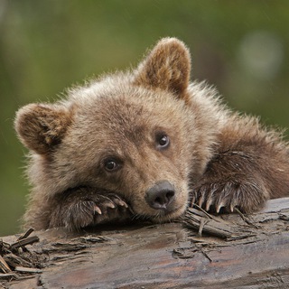 Логотип @he4et9sn2mktlntq6 - Мишиные истории