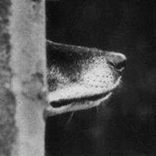 Логотип @hearthesmell - Богдан и его нос по ветру