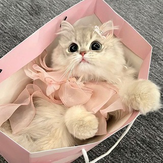 Логотип @heavenwb - 𝒉𝒆𝒂𝒗𝒆𝒏.𝒘𝒃 ༉‧₊˚.