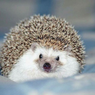 Логотип @hedgehogsbeauty - Ёжики | Beautiful Hedgehogs