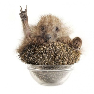 Логотип @hedgehogstrain - Ежихин поезд 🦔🦔🦔💨💨💨