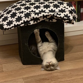 Логотип @hehahmems - Мемы с животными