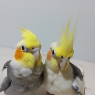 Логотип @hehevahehe - Мпвапва