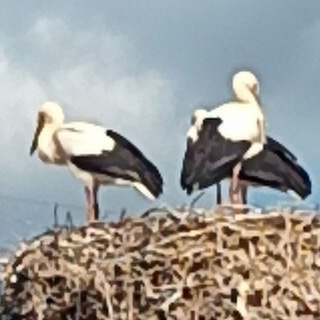 Логотип @heiledichselbst - Urlicht