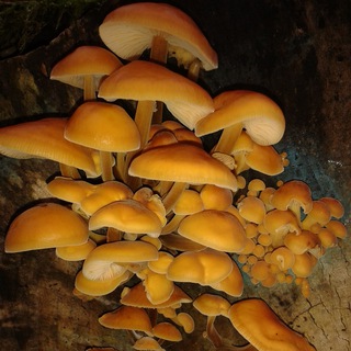 Логотип @heilendepilze - Heilende Pilze