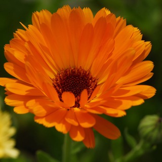 Логотип @heilpflanzen_koradi - Heilpflanzen - Naturheilkunde - Gesundheit