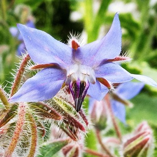 Логотип @heilung_seele - Heilung im Einklang mit der Seele