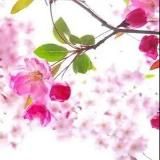 Логотип @heisileis - 黑丝诱惑