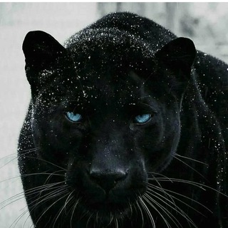 Логотип @helena_belena - Helena Belena 💕