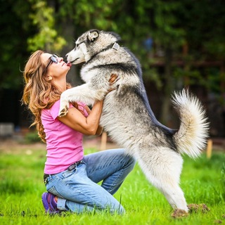 Логотип @help_big_dog - help_big_dog