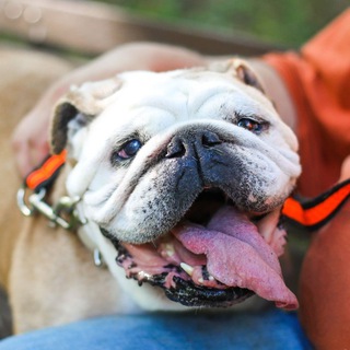 Логотип @help_bulldog - Английские бульдоги в беде