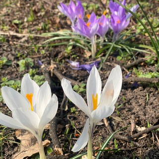 Логотип @help_ukrainians_sweden - Українці в Швеції 🇺🇦