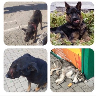 Логотип @helpanimals_dpr_lpr - 🆘 Помощь бездомным животным ДНР/ЛНР | В память о собаке Славике из Енакиево