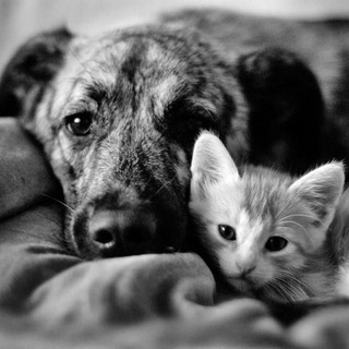 Логотип @helpanimalssaransk - Помощь бездомным животным Мордовии