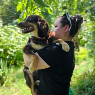 Логотип @helplapki26 - Четыре Лапы 🐕🐈