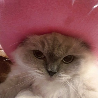 Логотип @henkalka_garant2 - пᴘʏфы 𝓱𝓮𝓷𝓴𝓪𝓵𝓴𝓪🌷