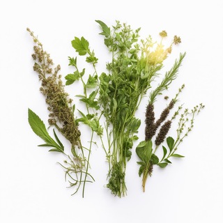 Логотип @herbaheal - Лекарственные растения 🌿