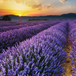 Логотип @herbs990 - Травы Крыма 👍