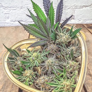 Логотип @hhohpph - HydroGardenGroup