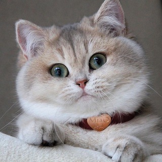 Логотип @hihicats - Хихикающие котики