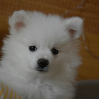 Логотип @hikkan_ykki - HIKKAN по имени Ykki